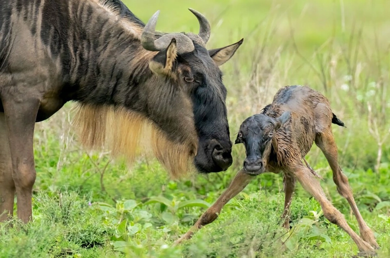 calving tour ndutu
