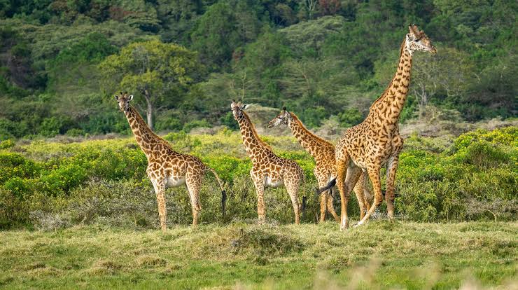 Giraffes in Mkomazi National Park