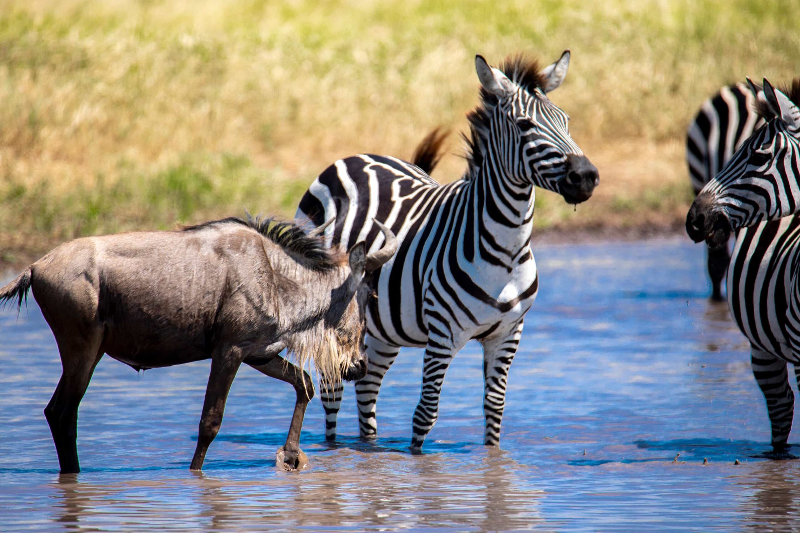How Much Does a Tanzania Safari Cost in 2026?