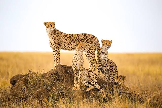 10-Day Luxury Tanzania Safari Itinerary