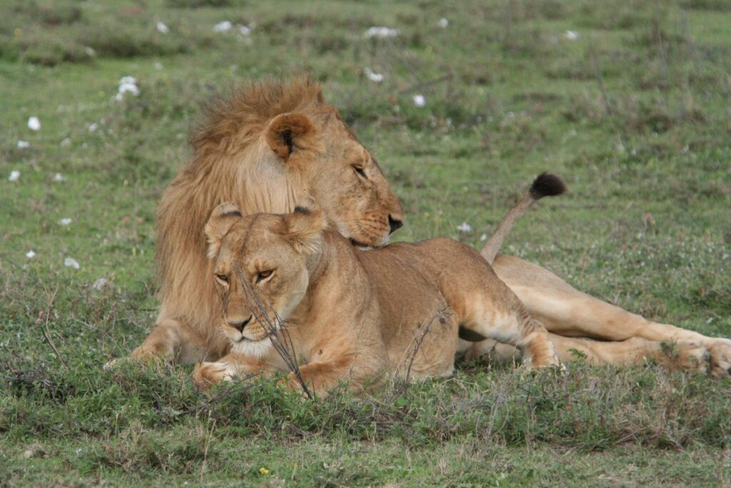 Lions