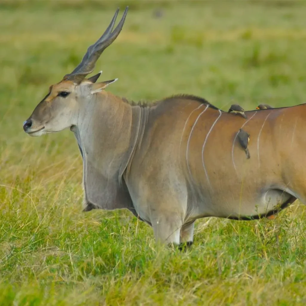 Luxury Tanzania Safari