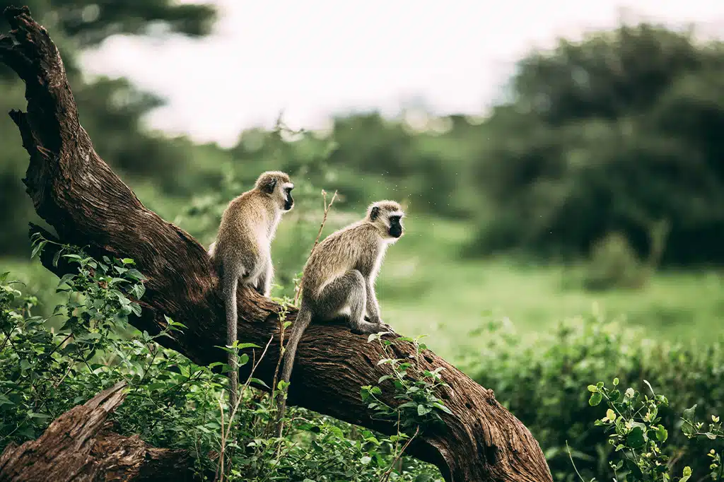 Manyara National Park