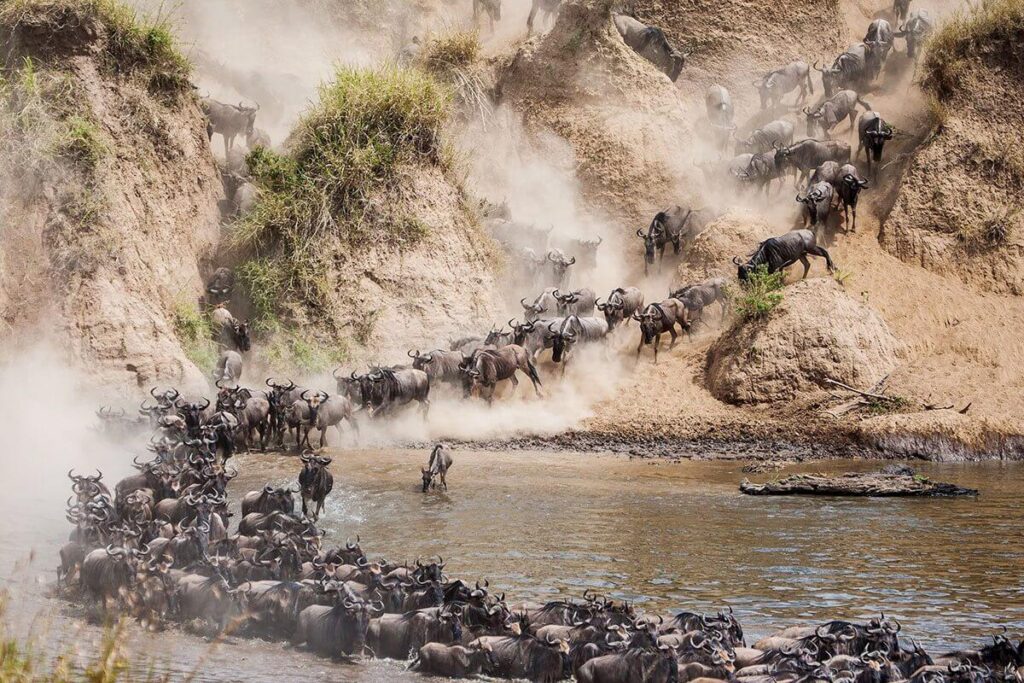 Serengeti Wildebeest Migration Safari