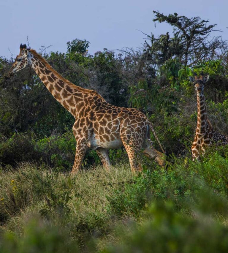 6-Day Tanzania Safari – Tarangire, Serengeti & Ngorongoro Crater