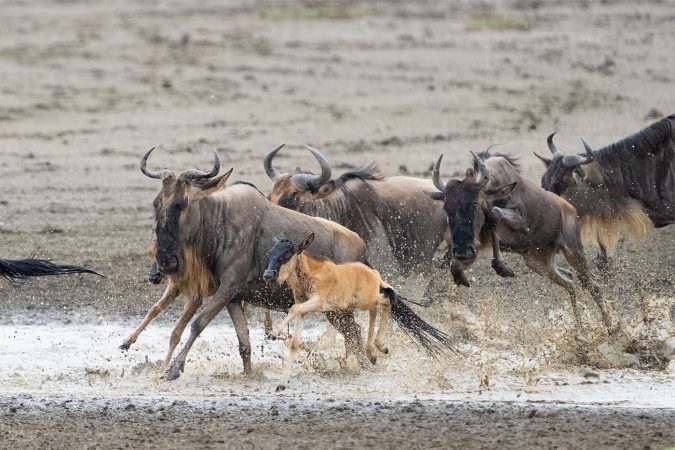 migration calving tour