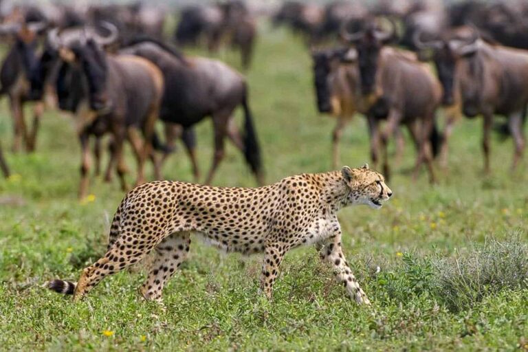 migration predator