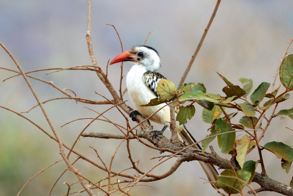 mkomazi bird