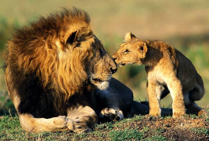 Tanzania Destination Safari