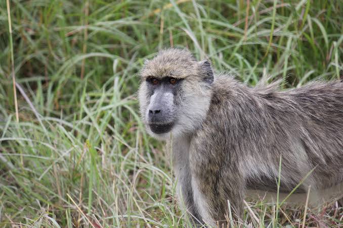 monkey mikumi