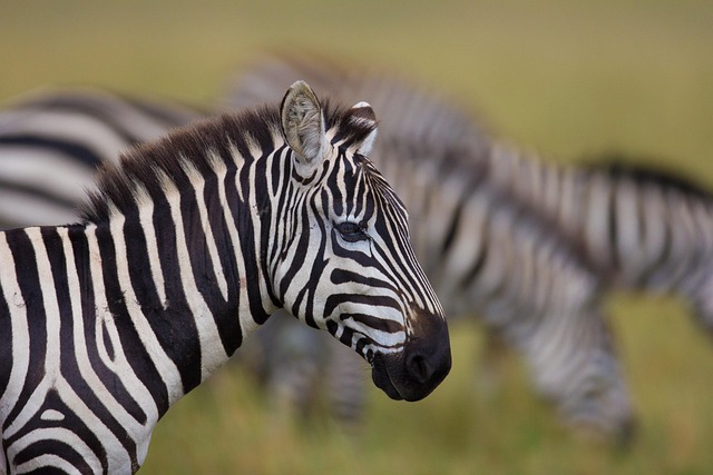 plains-zebra
