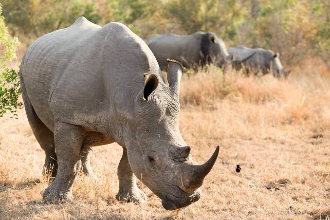 Mkomazi National Park