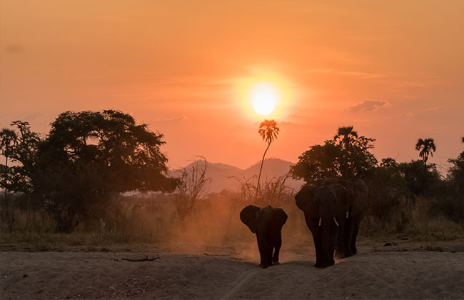ruaha
