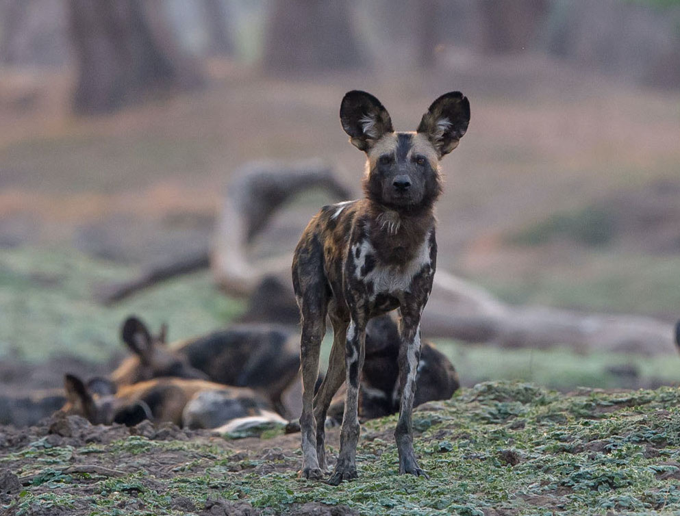 Ruaha National Park