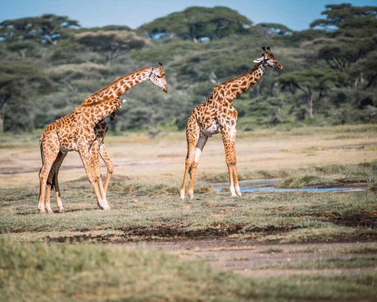 selous