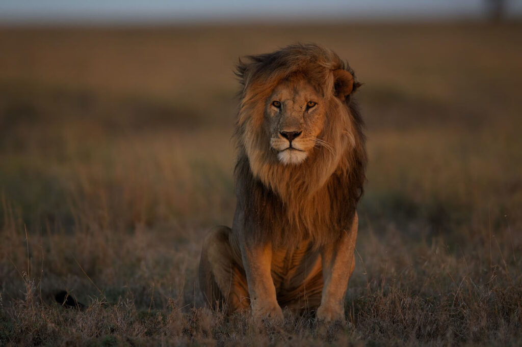 Best Time to Visit Serengeti