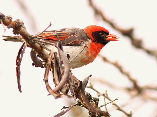 serengeti birds