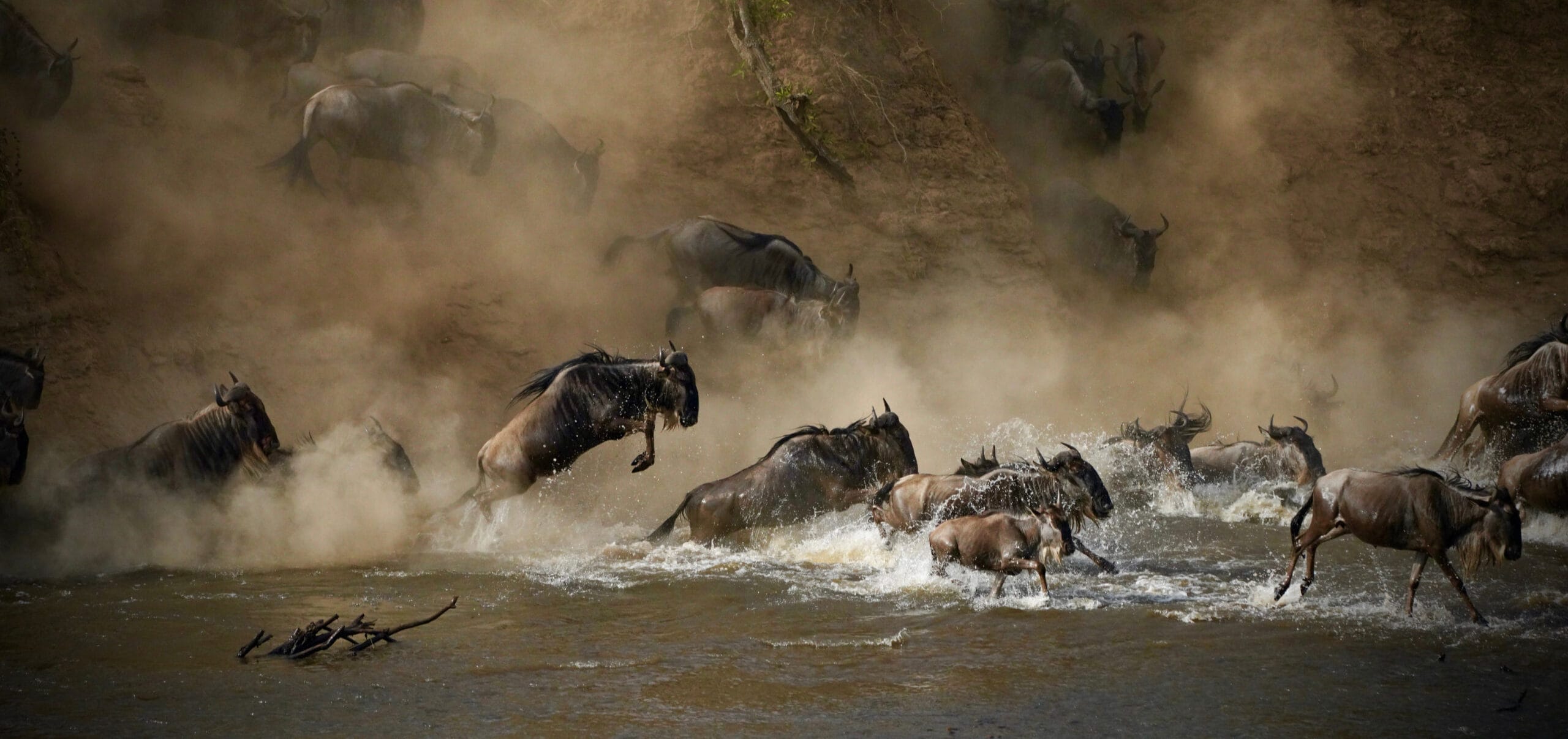 serengeti migration