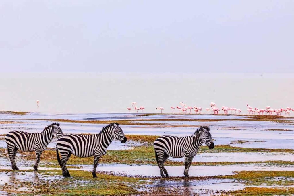 tanzania safari