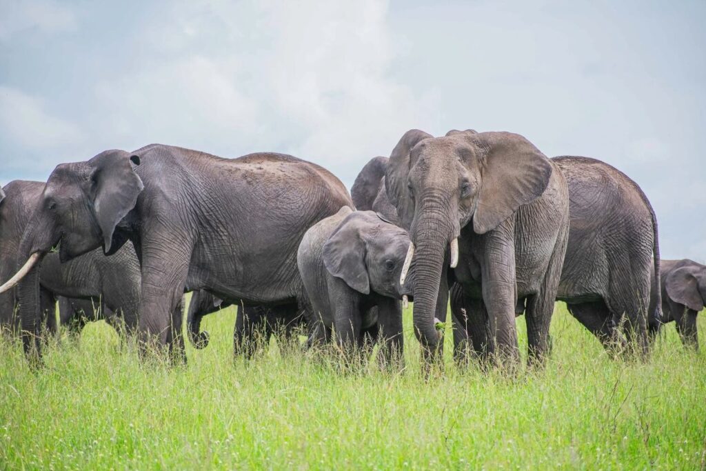 Tarangire national park