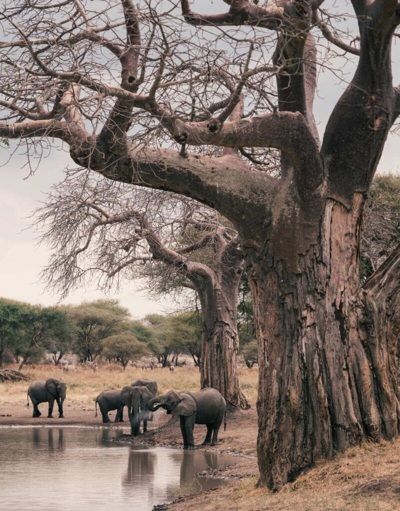 Best Time to Visit Tarangire National Park
