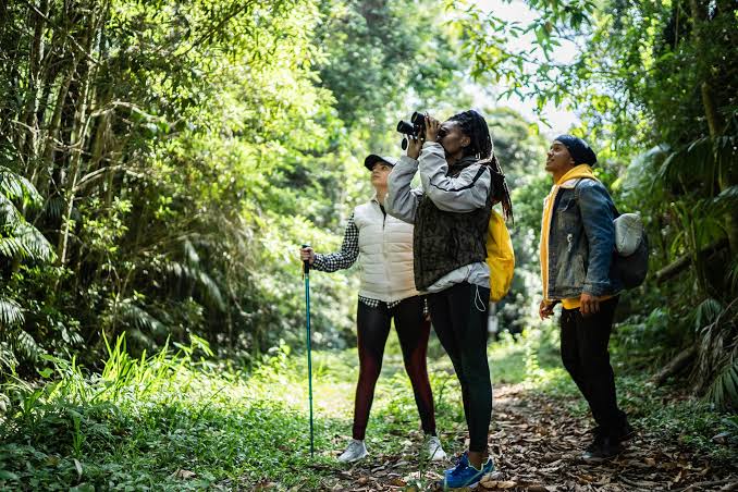 Safari Travel Guide​