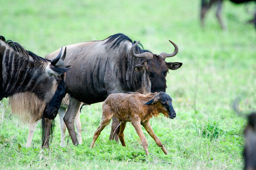 wildebeest calf