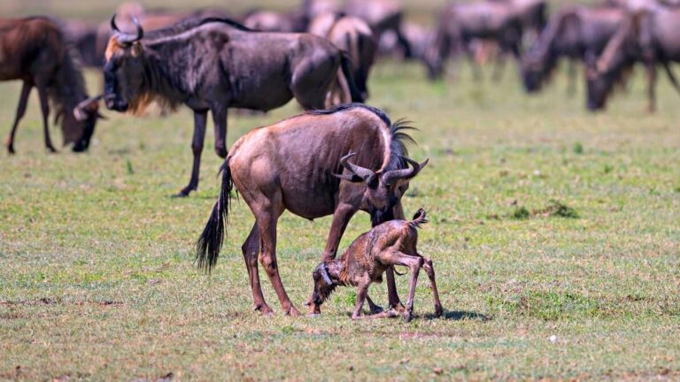 wildebeest calving