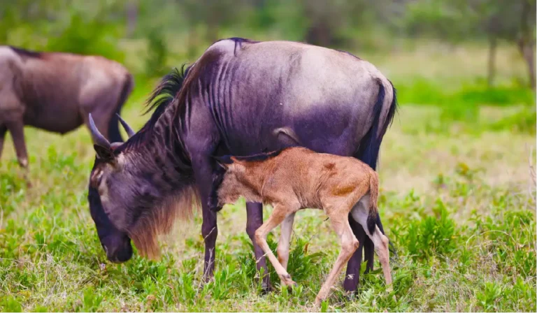 wildebeest calving season