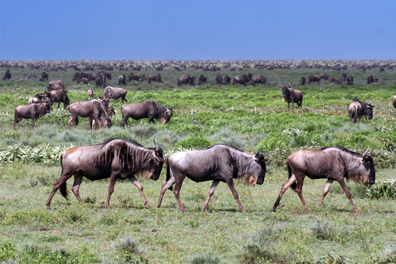 wildebeest walking