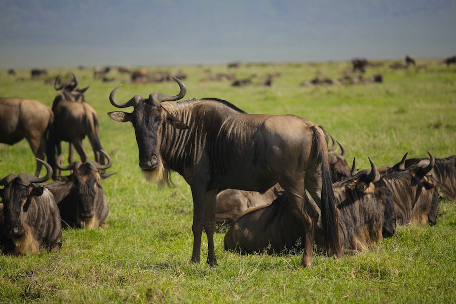 wildebeest