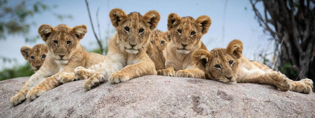 Moru Kopjes and Rocky Outcrops​
