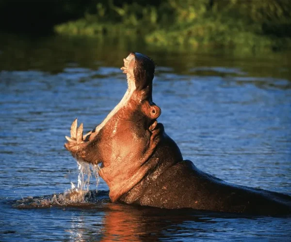 Hippo lake manyara