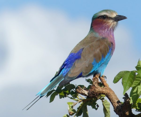 Lilac-tarangire