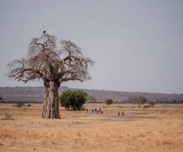 Tarangire