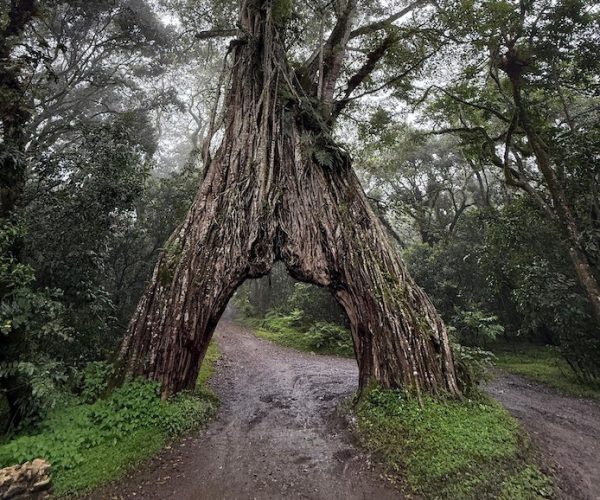arusha big tree