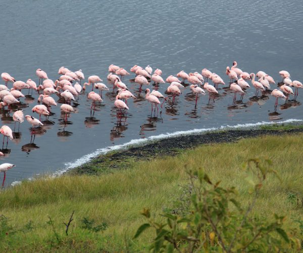 arusha national park flamingo