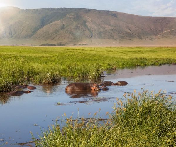 crater hippo pool