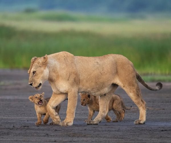 crater lioness