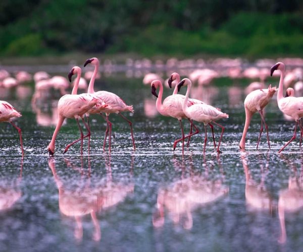lake manyara Flamingo