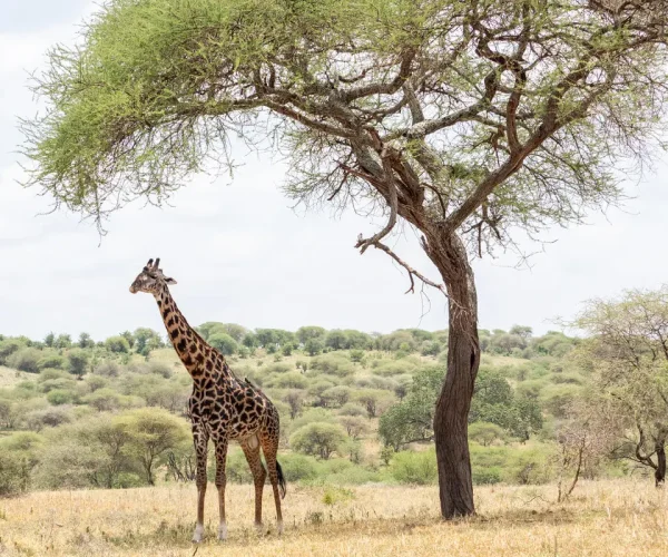 safari-taranguire